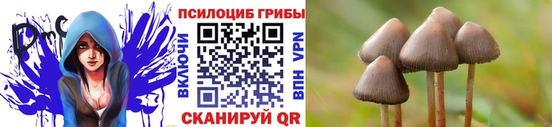 Купить где Певек Псилоцибиновые грибы Psilocybe